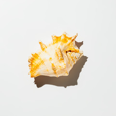 shell on white background isolate
