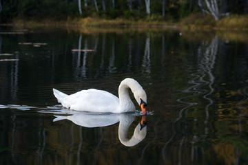 Obraz premium White swan swims in the water