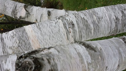 Fototapeta premium Birch tree