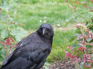 Raven