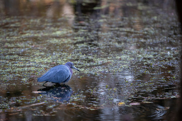 Little Blue Heron 01