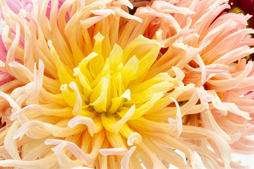 macro view of yellow dahlia petals