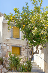 Fototapeta na wymiar Vertical photo of lemon tree growing next to a two-story building. Ripe yellow citrus fruits hang on the branches of the tree. Growing of lemons. Balearic islands, Majorca. Blue sky. 