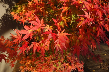 冬の赤い紅葉