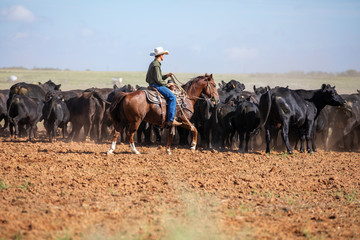 Texas Cowboy