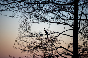 Anhinga On Tree during sunset