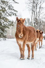 horse in winter
