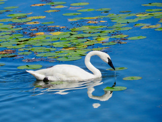 White swan swimming in lake with lily pads in Michigan