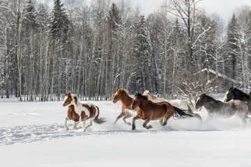 Plakat horses in snow