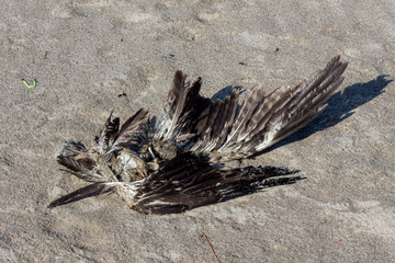 ミサゴ　魚鷹（うおたか）の亡骸　carcass of  a bird, osprey