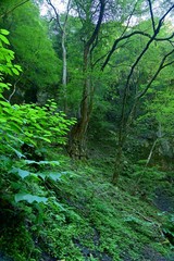 赤目四十八滝　初夏のカツラの御神木の情景＠三重県