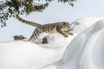 Fotobehang sneeuwluipaard sprong © Kory