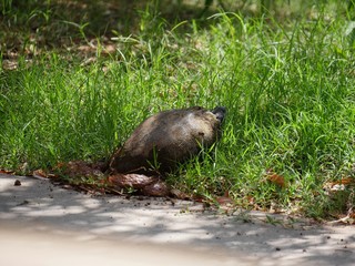 Medium wide shot of a turtle laying eggs in a grassy patch