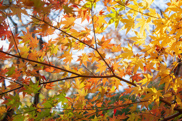 黄みがかったカエデ