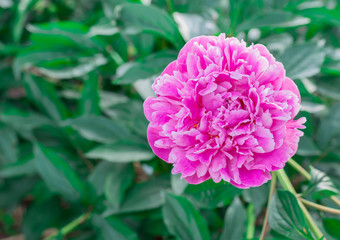 pink flower in the garden