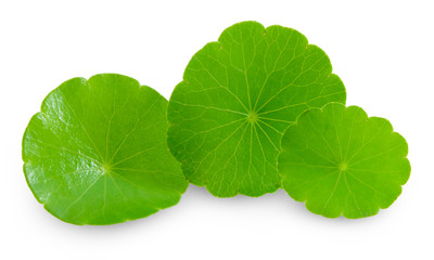 Closeup leaf of Gotu kola, Asiatic pennywort, Indian pennywort on white background, herb and medical concept, selective focus