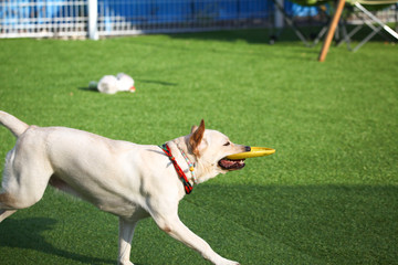 Happy puppies in a private playground