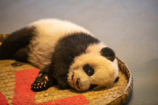 中国のパンダの赤ちゃん