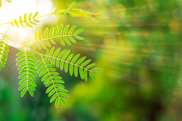 Green leaf with sun ray on bokeh nature