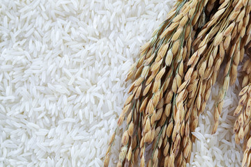 close up of rice grain and rice seed background