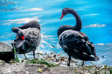 Geese at Eola park, Orlando