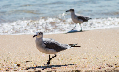 Sea birds