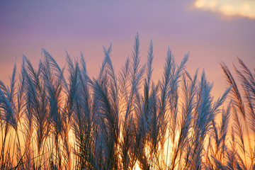 sunset light on beautiful tall reeds flower