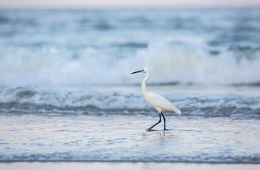 Egret on the shoreline at sunset, Thailand