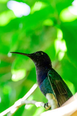 Fototapeta na wymiar Closeup photo of hummingbird resting in the shade over tree branch. Handsome male. Blurred background.