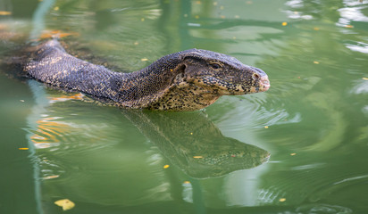 Water Monitor lizard in Bangkok Park, Thailand