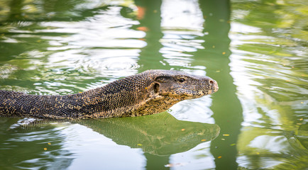 Water Monitor lizard in Bangkok Park, Thailand