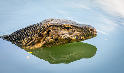 Water Monitor lizard in Bangkok Park, Thailand