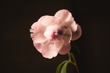 Fototapeta na wymiar Pink Runnunculus bloom opening