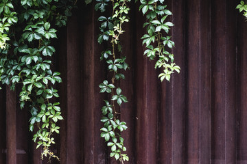 rough red metal wall with green plants