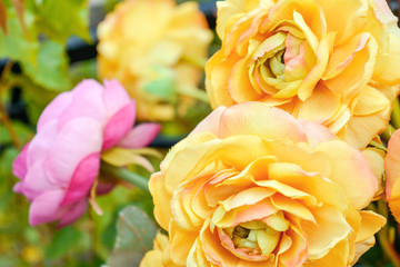 Close up of artificial yellow and pink rose flower bouquet