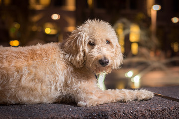 Traildog at Denver's Union Station #1