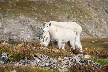 Fototapeta na wymiar Mountain Goats on Quandry Peak #2