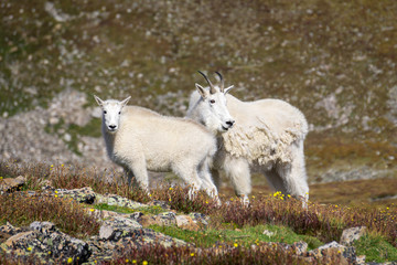 Obraz na płótnie Canvas Mountain Goats on Quandry Peak #3