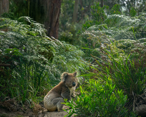 Koala sitting on the ground along the Great Ocean Road