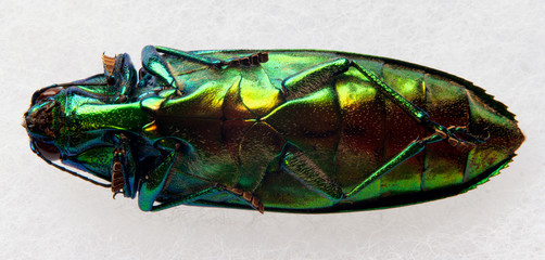 macro jade green jewel beetle full bottom 2