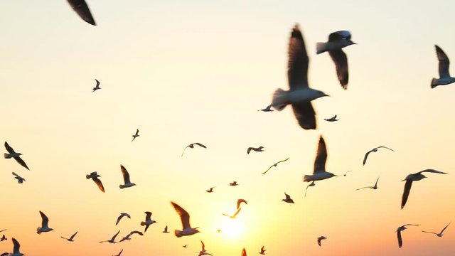 Seagull flying slow motion.