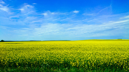 Fototapeta premium road and farm Brest City of Belarus