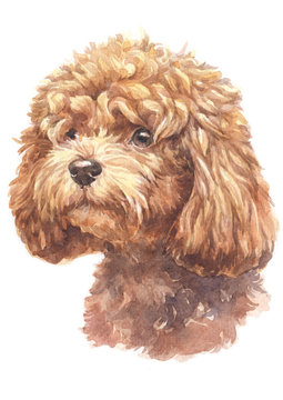Water colour painting of Poodle 012