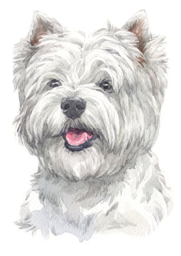 Water colour painting of West Highland White Terrier 013