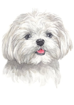 Water colour painting of Maltese 014