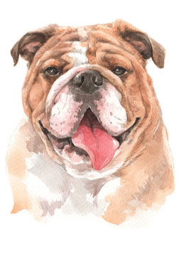 Water colour painting of Bulldog 018