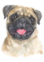 Obraz premium Water colour painting of Pug 028
