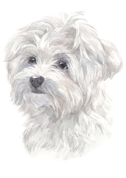 Water colour painting of Maltese 024