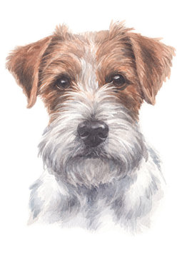 Water colour painting of Jack Russell Terrier 025