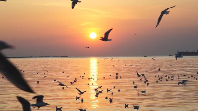 Seagull flying slow motion with sunset.